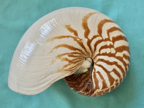 Large sea shell - , nautilus