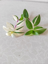 Big Leaf Bianca Callisia Repens Cuttings  2, 3 or 5 Unrooted & Root to Order