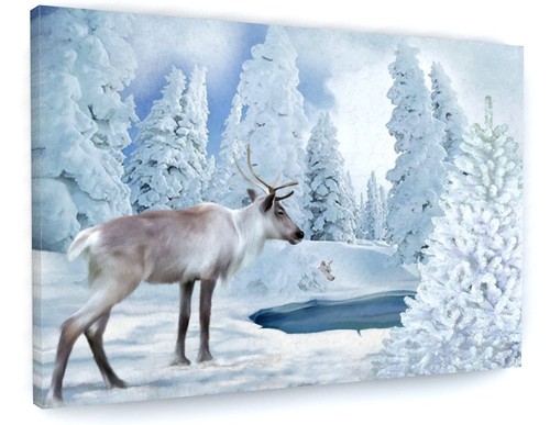 Stunning winter woodland - stunning,