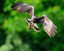 24 x 20 metal print of snail