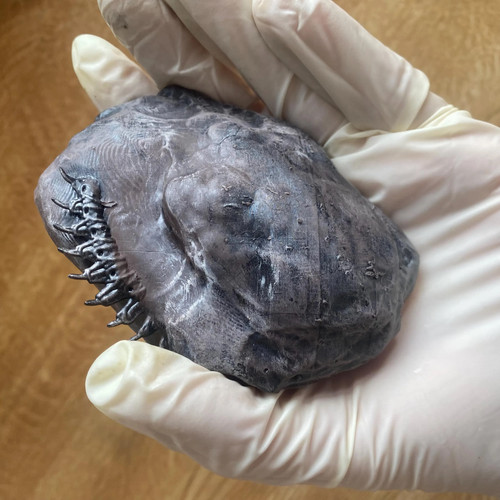 Handmade xenomorph alien - xenomorph,