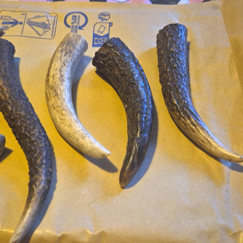 Small reindeer antlers - small,