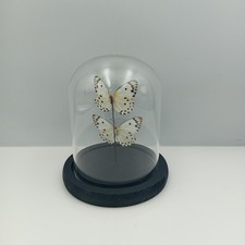 Real Butterflies in Glass Dome