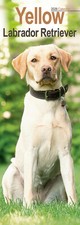 Yellow Labrador Retriever Slim