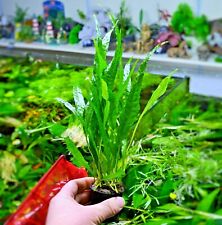 Live Java Fern Microsorum pteropus "NARROW" Aquarium Plant Shrimp Safe