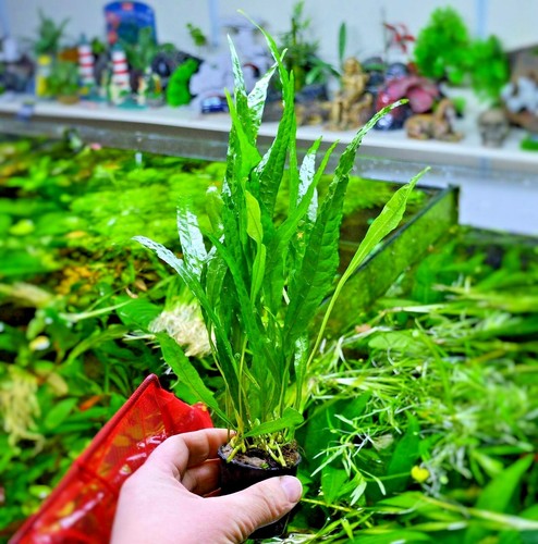 Live java fern microsorum - fern,