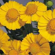 Helenium 'Helena Gold'