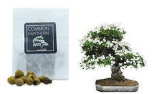 30 Hawthorn Bonsai Seeds |