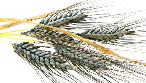 200 einkorn wheat seeds - einkorn,