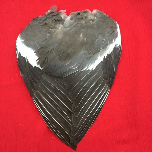 Pair wood pigeon wings feather - wood,