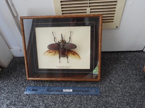 Framed elephant beetle - elephant,