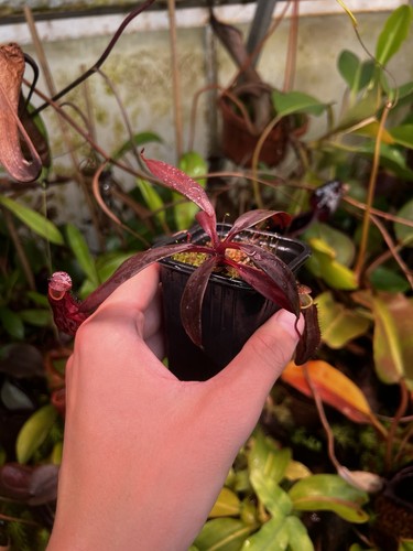 Nepenthes ceceliae dark - ceceliae,, leaf