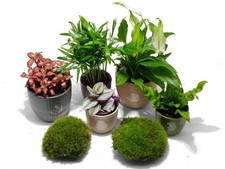Easy Terrarium Plants –