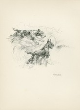 SCOTTISH AND FOX TERRIER DOGS HUNTING VINTAGE 1933 DOG ART PRINT by KF BARKER