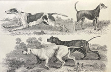 Antique Dog Print 1800s