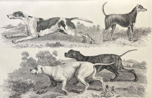 Antique dog print 1800s - antique,