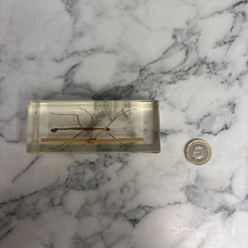 National geographic bugs - national,