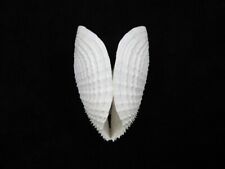Sea shell Barnea dilatata 74.1mm ID#8329