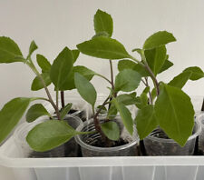 🪴 Rare Diabetics Plants/Gynura procumbens /Longevity Spinach For Herbal Lover🪴