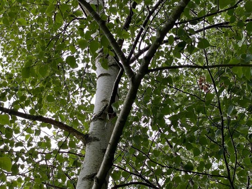 20x silver birch trees - silver, betula