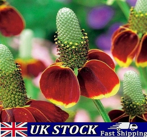 Mexican hat sunflower - sunflower, seeds-