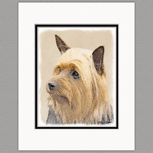 Silky terrier australian dog - terrier,