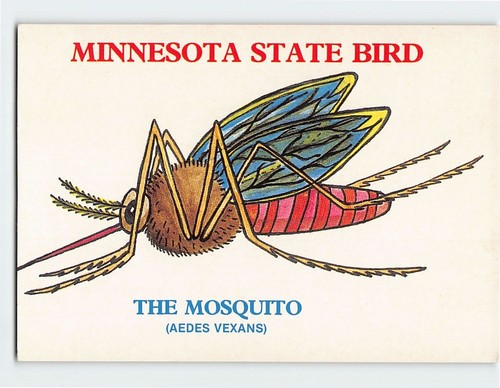 Postcard the mosquito - postcard,