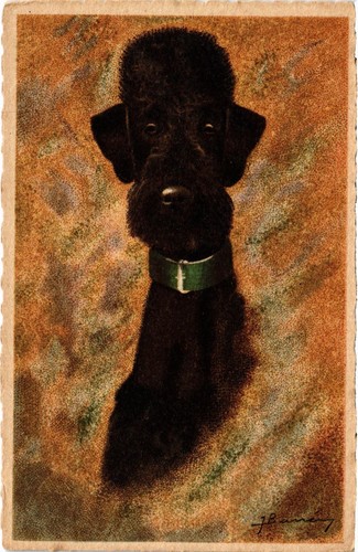Caniche noir artist signed - caniche,