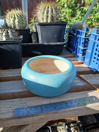Bonsai clay poy ideal - bonsai, for