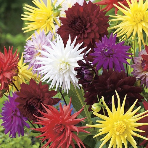 Dahlia cactus flower - 6x,