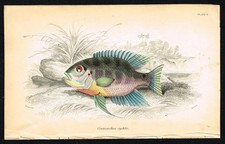 1843 Jardine Fish Print –