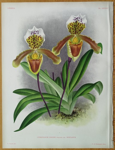 Linden lindenia original print - lindenia,