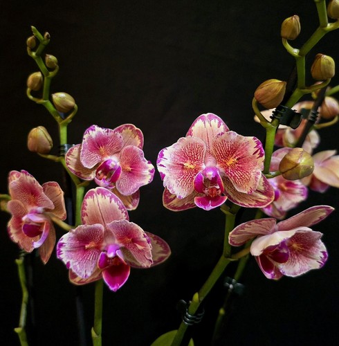 Rare phalaenopsis pirate - rare,