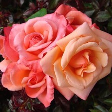 POTTED 2 LITRE HYBRID TEA ROSE