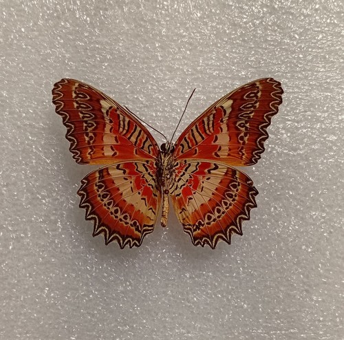 Cethosia biblis butterfly set - butterfly,
