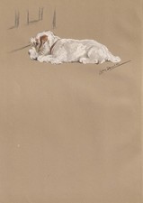 1946 SEALYHAM TERRIER DOG