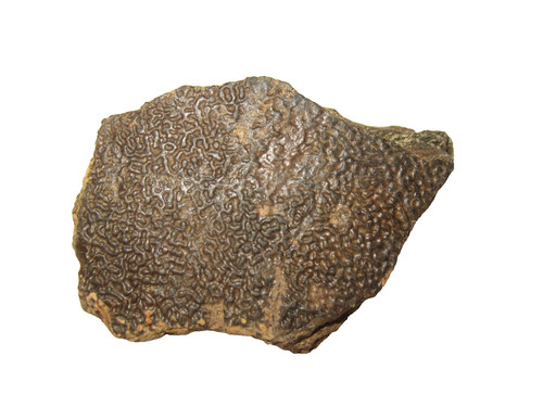 Cretaceous hell creek dinosaur - hell,