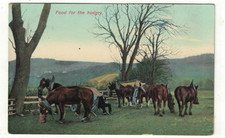 Photo Postcard Food for The Hungry Working Horses Resting for Food Posted 1907