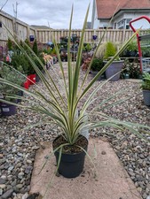 Cordyline ‘Torbay Dazzler’