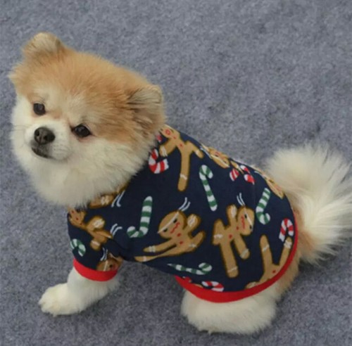 Cute pet dog puppy - pet,