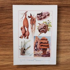 Antique 1900 Birds Termite Ant Fish Nests Nest Book Art Print Picture Lithograph