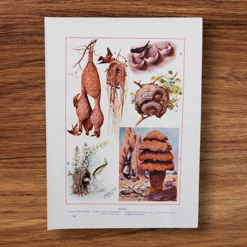 Antique 1900 birds - antique, termite