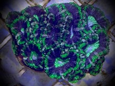 Australian green and purple - green,