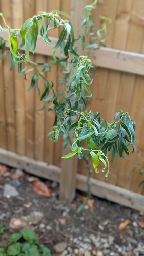 Tortured contorted willow - contorted,