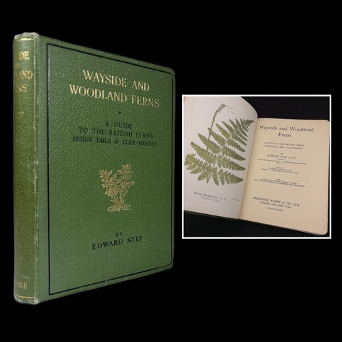 Wayside woodland ferns - wayside,