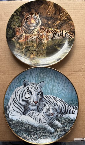 White tigers the bengal - &,