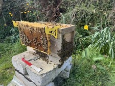 Bee frame holder - bee,