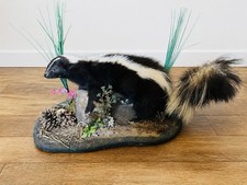 Large well mounted adult - mounted,
