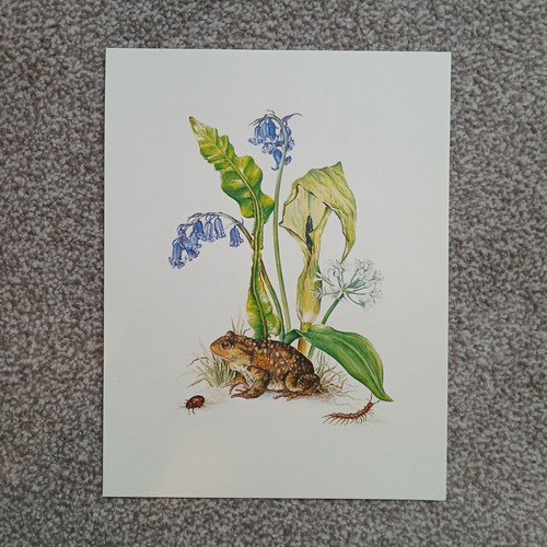 Bluebells ladybird toad frog - ladybird,