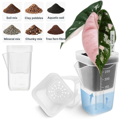 Plant pot self - plant,